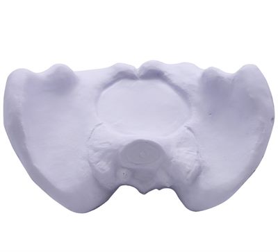 Hip Bone Shaped Stress Toy