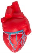 Anatomic Heart with Veins Shaped Stress Reliever